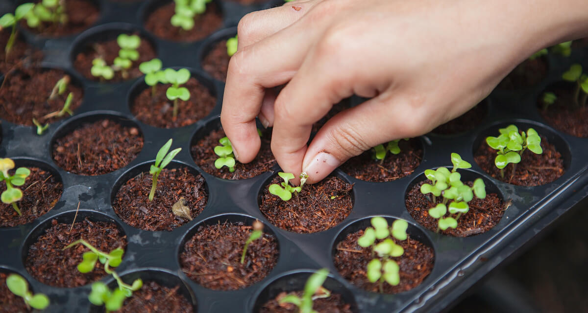 上田さんの米作りストーリー horticulturist seeding plants